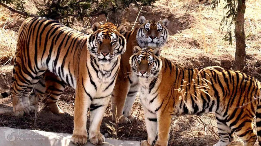 西寧野生動物園