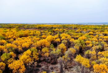【阿克苏出发 胡杨林】塔河源+沙漠之门一日【大美天山：沙漠之门景区，塔河源胡杨；】