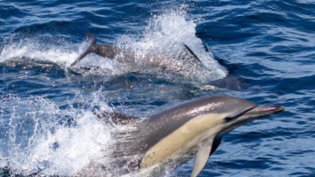 斯蒂芬斯港觀海豚巡遊
