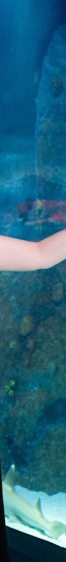 墨尔本水族馆-墨尔本