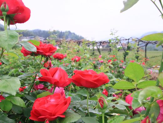 花园郎洞