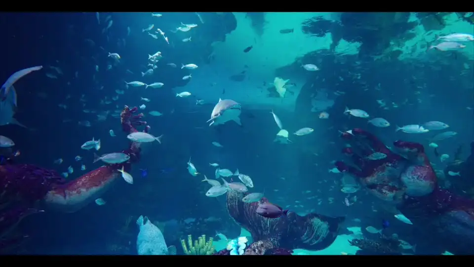 top-video
