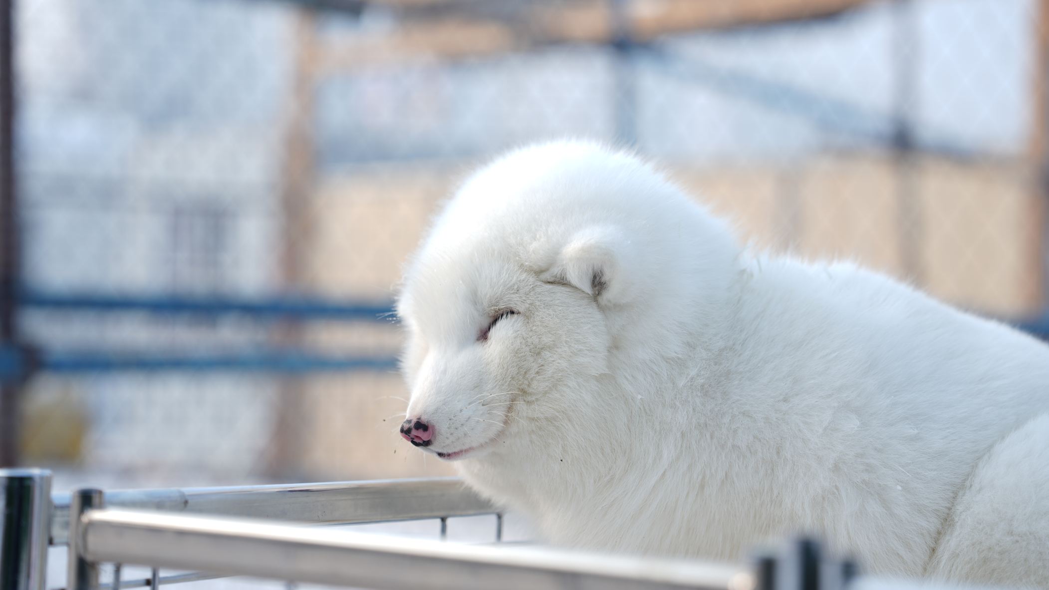 星云里哈尔滨大雪人乐园