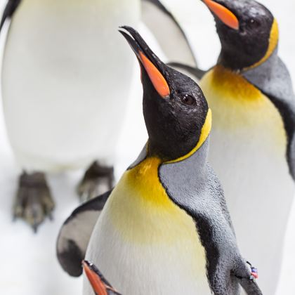 新西兰奥克兰4日3晚自由行