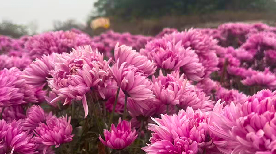 贡之源·花仙谷