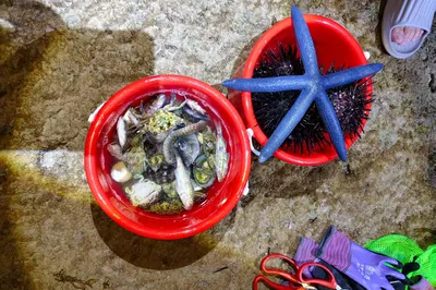 亚龙湾明亮赶海体验区