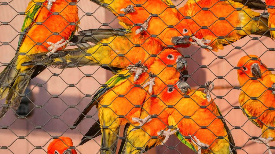 千鹦鸟舍鹦鹉主题乐园