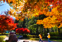 姑婆山景点图片