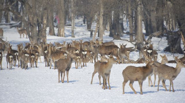 森工平山皇家鹿苑
