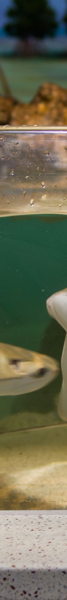 新英格兰水族馆-波士顿