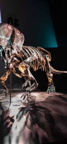 墨尔本博物馆-卡尔敦