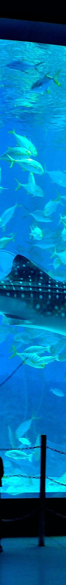 烟台海昌鲸鲨海洋公园-烟台