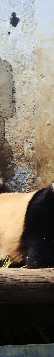 秦岭四宝科学公园-周至