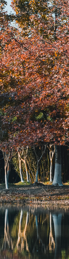 苏州中国花卉植物园-苏州