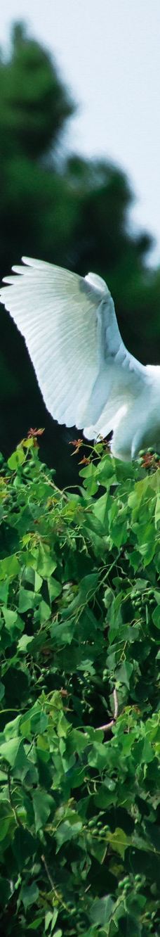 下渚湖·湿地公园-德清