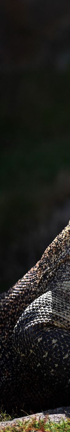 SAFARI LAGOI BINTAN-民丹岛