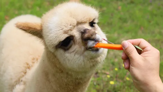嵊州虎居動物園
