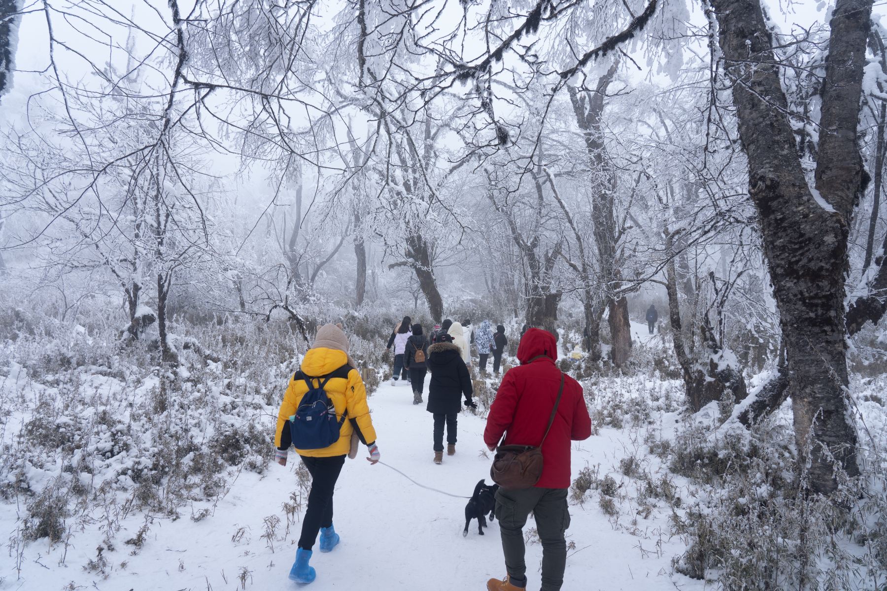 王岗坪旅游景区景点图片