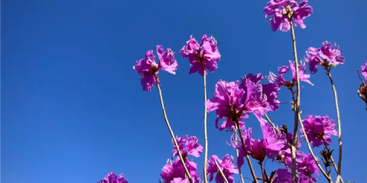 豐寧御寧山映山紅景區