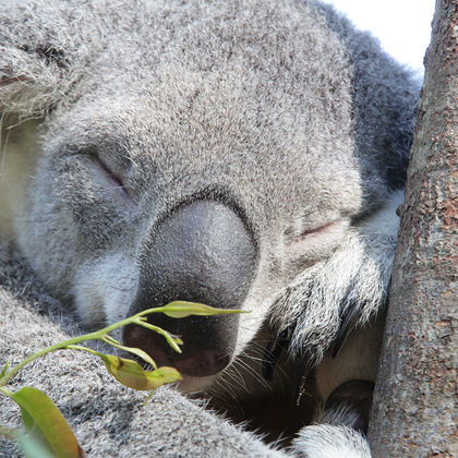 澳大利亚布里斯班梦幻世界游乐园+可伦宾野生动物保护园+库伦伽塔海滩一日游