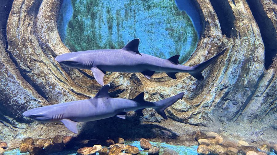 滕州海底世界(滕州真爱广场店)