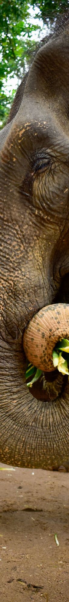 苏梅岛丛林大象保护区-苏梅岛