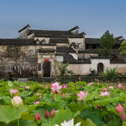 黄山市+婺源+九华山风景区6日5晚跟团游
