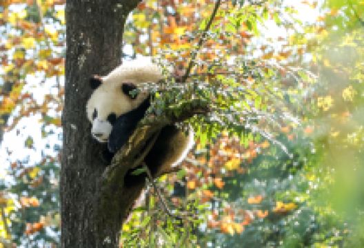 碧峰峡景区景点图片
