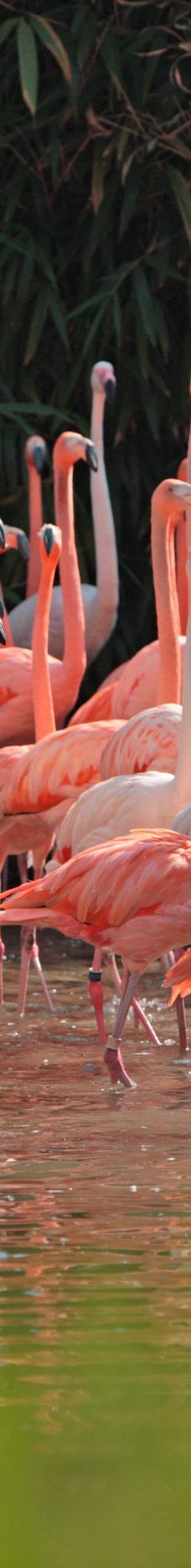 上海野生动物园-上海