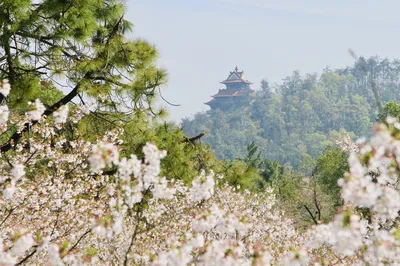 东湖樱花园