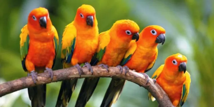 庫蘭達雀鳥世界