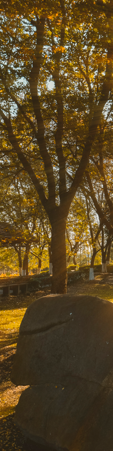 苏州中国花卉植物园-苏州