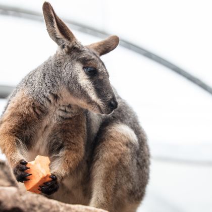 澳大利亚悉尼+墨尔本+凯恩斯+大洋路9日8晚拼小团