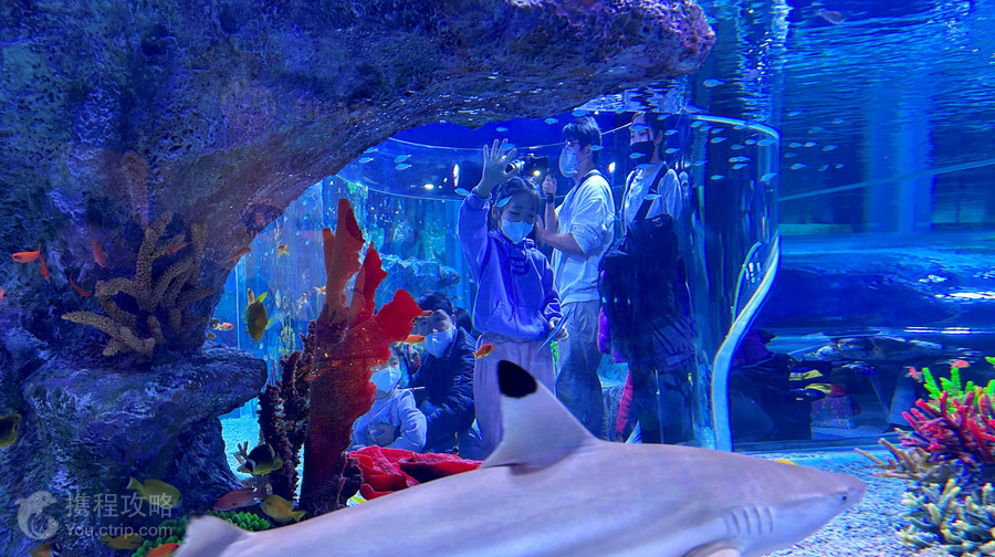 釜山SEA LIFE水族館