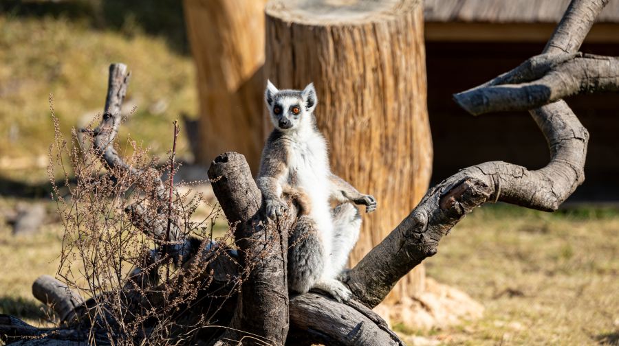 清远长隆度假区