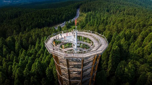 仙女山树顶漫步