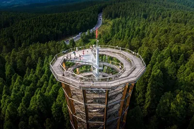 仙女山树顶漫步
