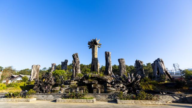 腾冲杜鹃王古木博览园