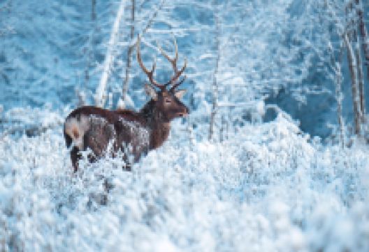 二郎山喇叭河风景区景点图片