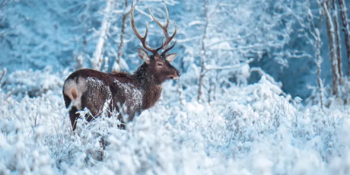二郎山喇叭河風景區