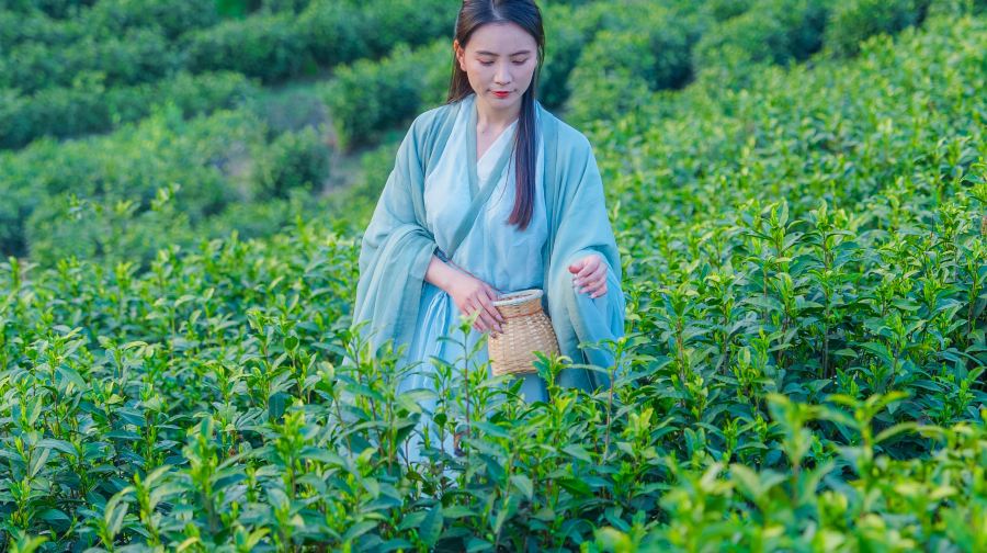 安吉寻梦桃花源