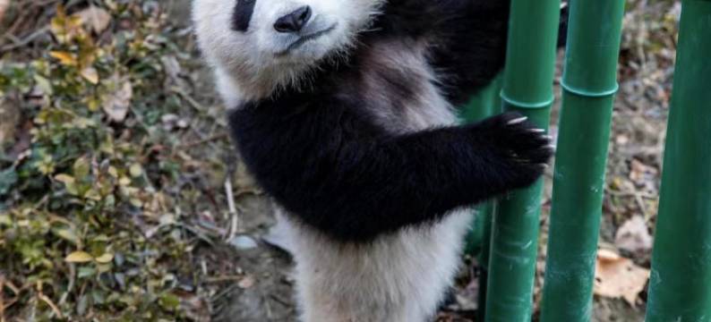 汶川醉语山房温泉民宿图片