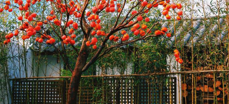 丽江·鳳庐Secretplace禅修|乡愁|疗愈|旅居民宿(拉市海店)图片