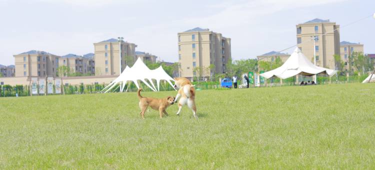 嘉善日光域营地乐园民宿图片