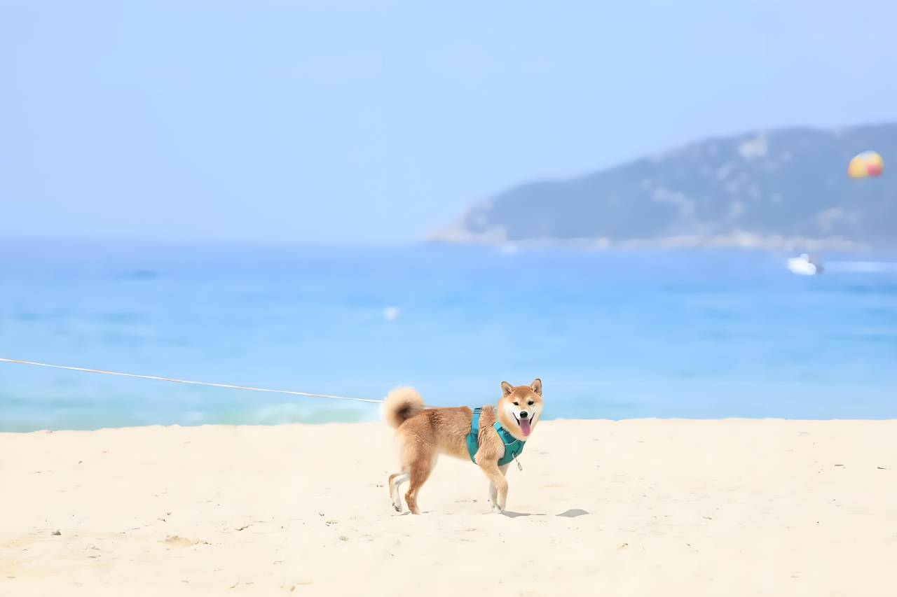 东戴河花屿海轻奢度假酒店式海景公寓图片