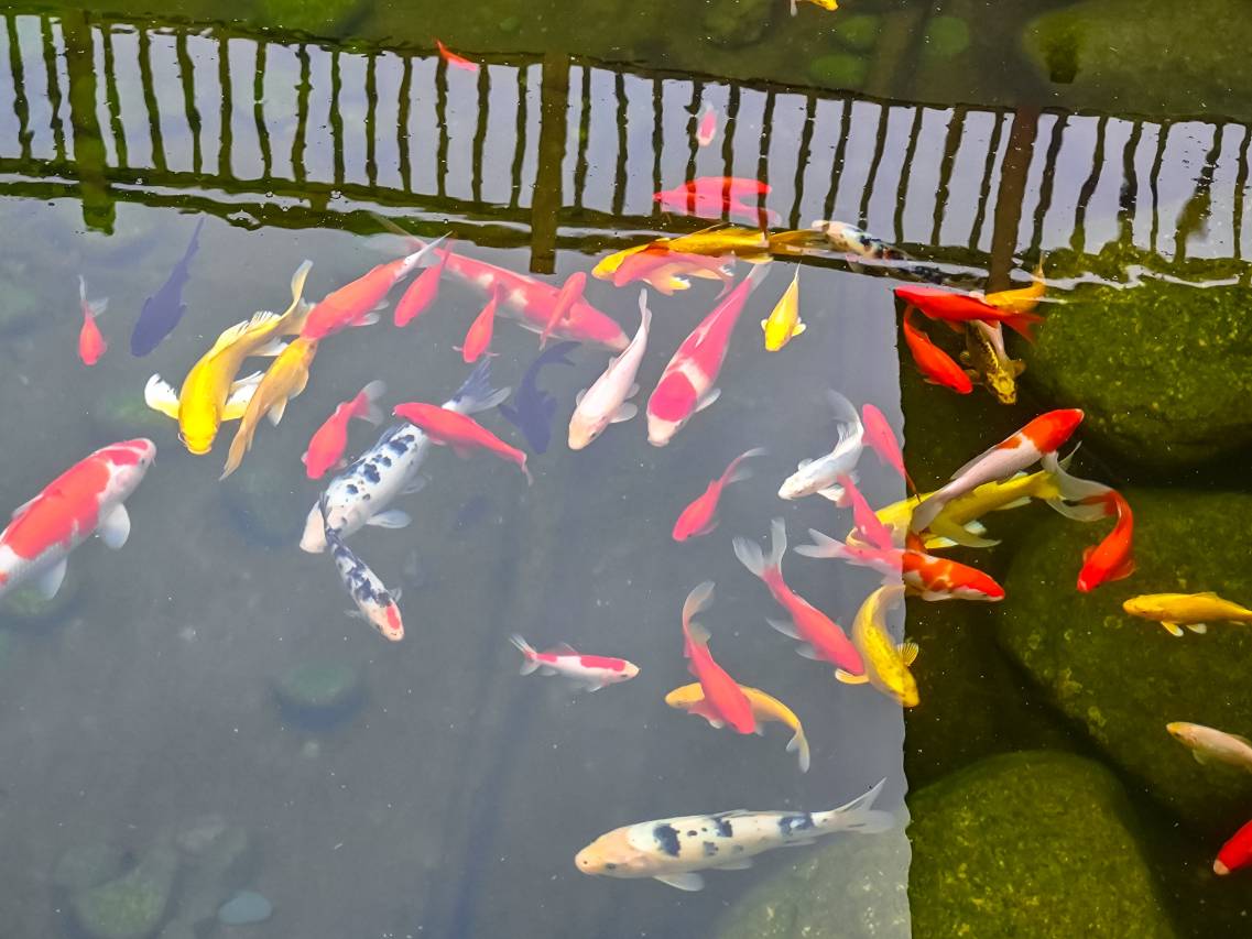 花筑·霞栖野宿图片