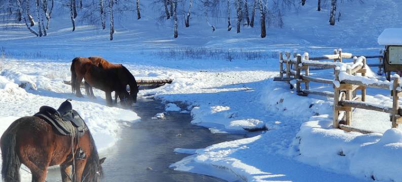山屿林溪·白桦林雪山观景中古美学咖啡度假民宿(禾木老村店)图片