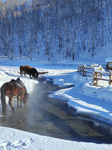 山屿林溪·白桦林雪山观景中古美学咖啡度假民宿(禾木老村店)图片