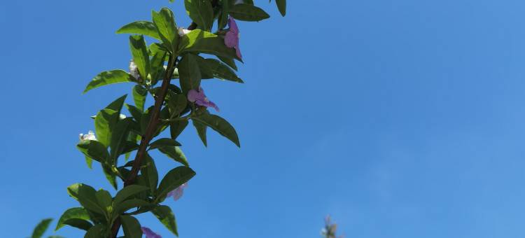 高县逸居花园客栈图片