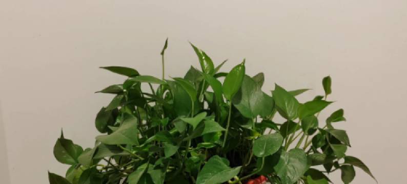 喜梵民宿(武昌火车站黄鹤楼店)图片